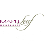 Maple-Leaf