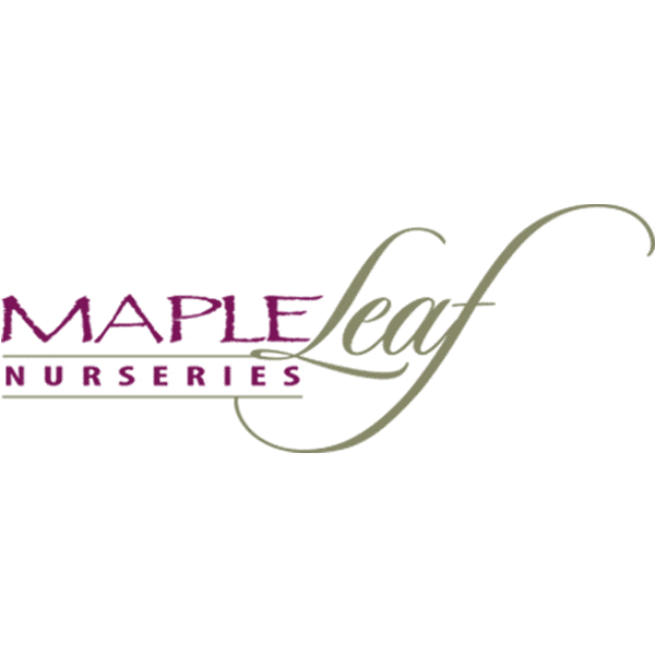Maple-Leaf